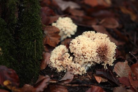 Russia, mushrooms in the fallen leaves, Krasnodar region, background,