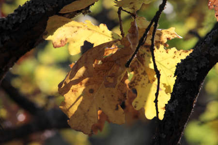 Russia, North-East of Rostov region, in the late autumn