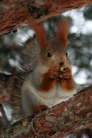 Proteins Kislovodskの写真素材