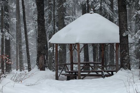 gazebo in the fir forestの写真素材