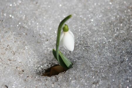 primroses Caucasusの写真素材