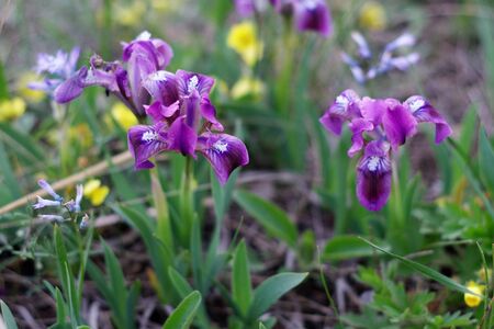 wild irisの写真素材