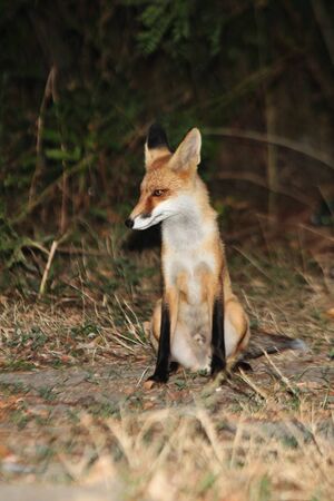 fox beggar