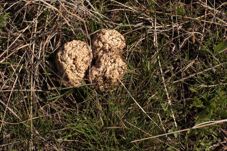 Trinityの写真素材