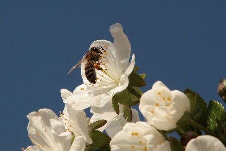 pollinating cherry blossom