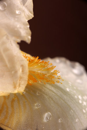 white irisの写真素材