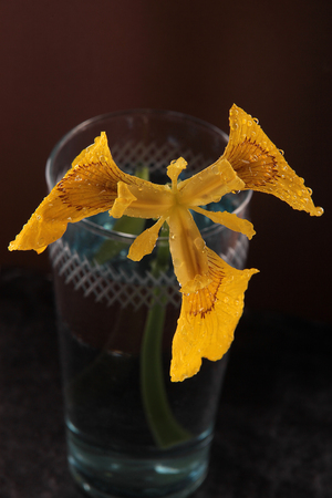 Iris marsh yellowの写真素材