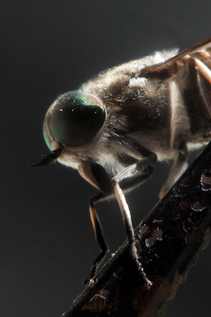 gadflyの写真素材