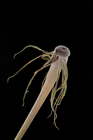 Tragopogon pseudomajorの写真素材