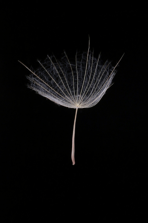 Tragopogon pseudomajor