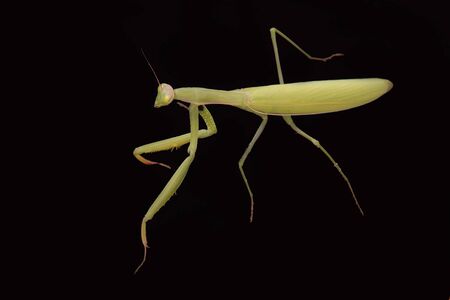 Mantis green