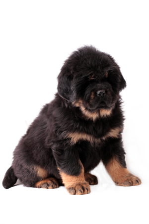 a puppy of a Tibetan mastiff sits and looksの写真素材