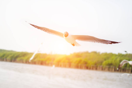 Seagull on the sunの写真素材