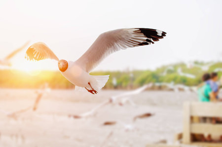 seagull on sunsetの写真素材