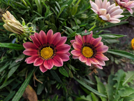 beautiful flowersのeditorial素材