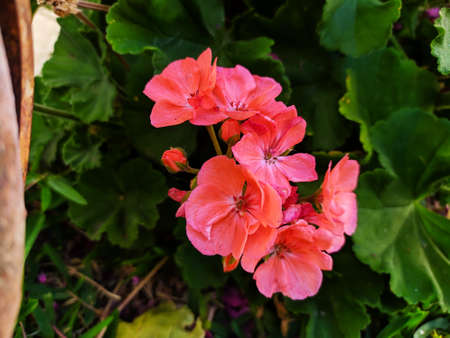 flowersのeditorial素材