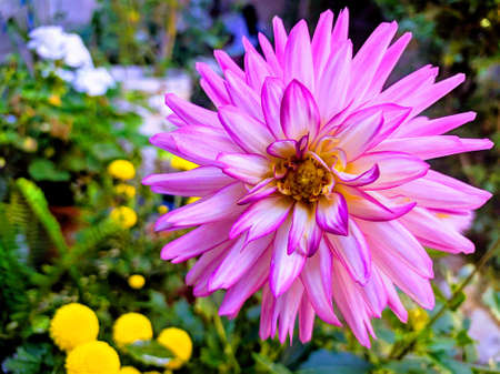 flowerのeditorial素材