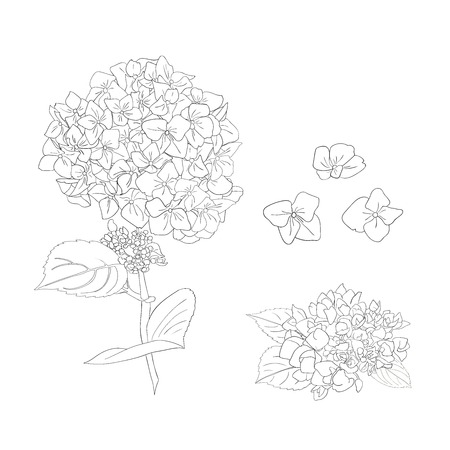 Branch of hydrangea flowers. Set of Isolated florals object on white background. Vector illustration. Editable element for designのイラスト素材
