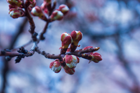 cherry blossom in spring, close-up of flower buds