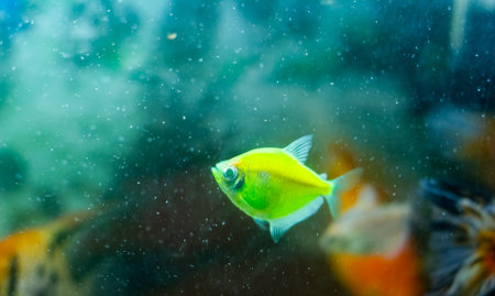 Beautiful colorful tropical fish swimming in an aquarium. Tropical fish.