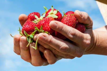 Strawberryの写真素材