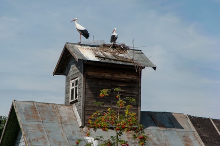 Storks on the roof