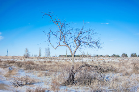 Tree in a winter fieldの写真素材
