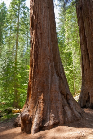 Yosemite National Park - Mariposa Grove Redwoods - Californiaの写真素材