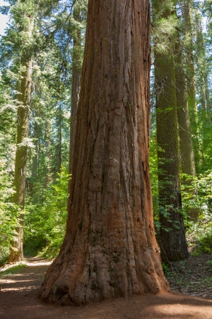 Yosemite National Park - Mariposa Grove Redwoods - Californiaの写真素材
