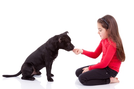 Little caucasian girl playing with her pet, isolated on white backgroundの写真素材