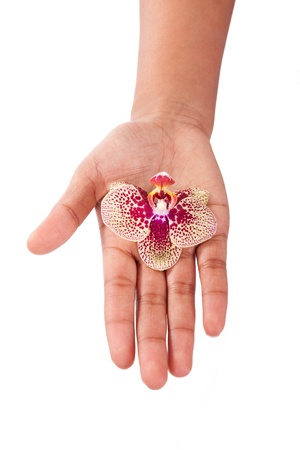 Black African American woman hand holding an orchid flower,isolated on white backgroundの写真素材