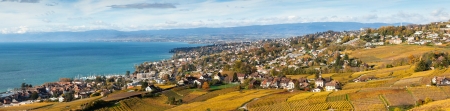 Vineyards in Lavaux region - Terrasse de Lavaux, Switzerlandの写真素材