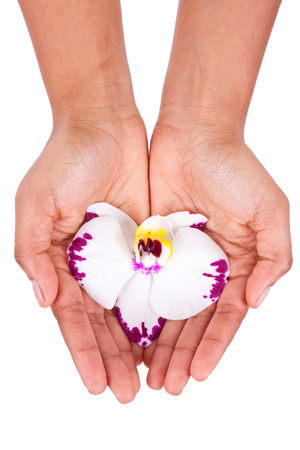 Black African American woman hand holding an orchid flower,isolated on white backgroundの写真素材