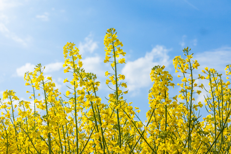 Beautiful yellow colza field  blossom