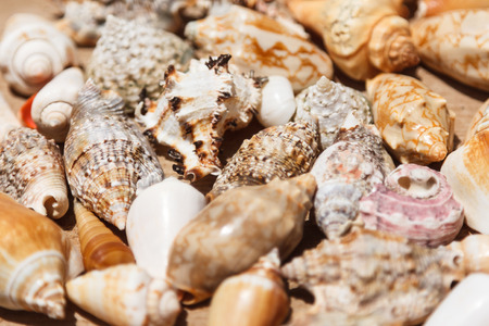 Sea shells close up in Santa Maria beach in Cape Verdeの写真素材