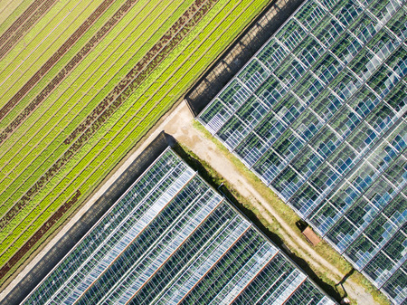 Aerial agricultural view of lettuce production field and greenhouseの写真素材