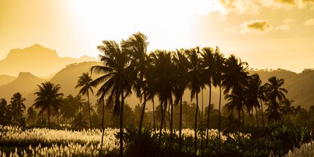 Sunset on coconut and sugar canne plantation near Achada Fazenda in Santiago Island  in Cape Verde - Cabo Verdeの写真素材