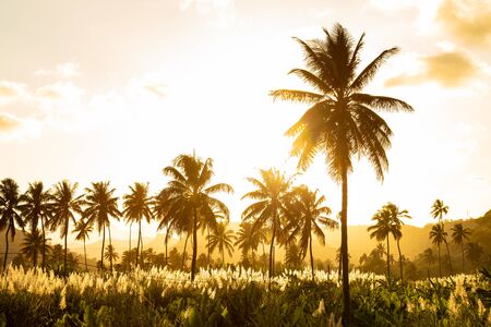 Sunset on coconut and sugar canne plantation near Achada Fazenda in Santiago Island  in Cape Verde - Cabo Verdeの写真素材
