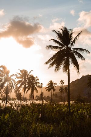 Sunset on coconut and sugar canne plantation near Achada Fazenda in Santiago Island  in Cape Verde -...