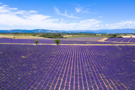 Aerial view of lavender fields in Valensole in South of Franceの写真素材