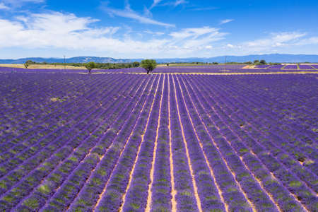 Aerial view of lavender fields in Valensole in South of Franceの写真素材