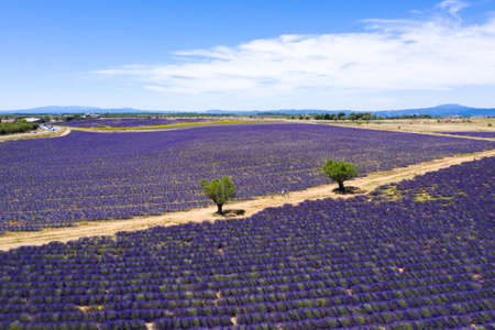 Aerial view of lavender fields in Valensole in South of Franceの写真素材