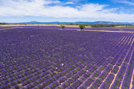 Aerial view of lavender fields in Valensole in South of Franceの写真素材