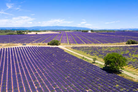 Aerial view of lavender fields in Valensole in South of Franceの写真素材