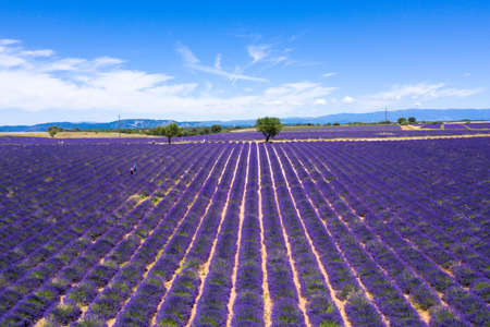 Aerial view of lavender fields in Valensole in South of Franceの写真素材