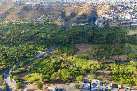 Coconut and sugar cane plantation near Calheta Sao Miguel in Santiago Island in Cape Verde - Cabo Verdeの写真素材