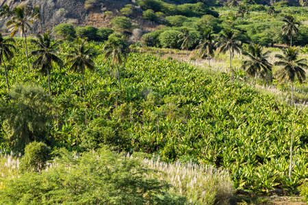 Coconut and sugar cane plantation near Calheta Sao Miguel in Santiago Island in Cape Verde - Cabo Verdeの写真素材