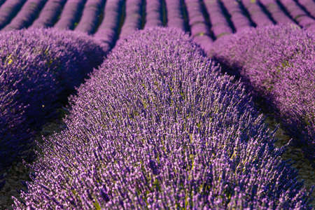 Lavender fields in Valensole in South of Franceの写真素材