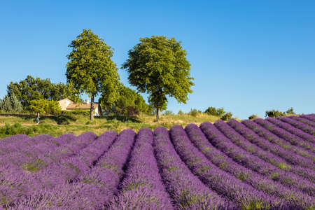 Lavender fields in Valensole in South of Franceの写真素材