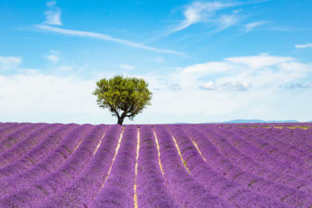 Lavender fields in Valensole in South of Franceの写真素材